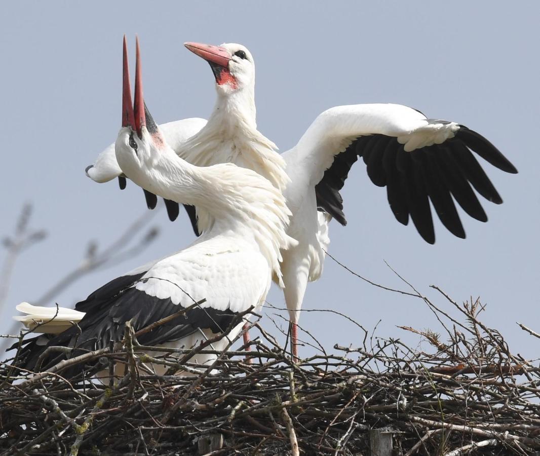 Ferienwohnung Storchennest Drochtersen Exteriér fotografie